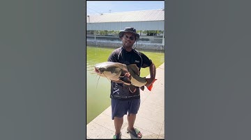 I FINALLY bought a Redtail Catfish! Moby is a GONER!!