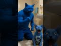 I Can’t Believe What This Blue Cat Did #banglasong #cat #bengalcat #catsworld #colorsbangla