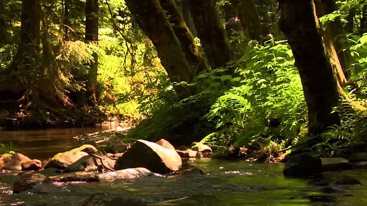 3 hour relaxing, peaceful, instrumental music by T...