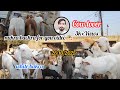 lalukhet bakra mandi latest update Oct 26, 2025 Sunday new &amp;.. dumba video gana FarazRajput135 