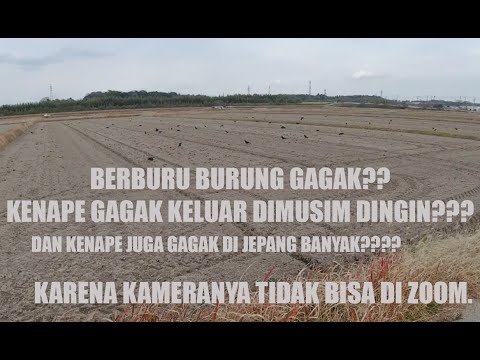 Berburu Burung Gagak Di Jepang Youtube