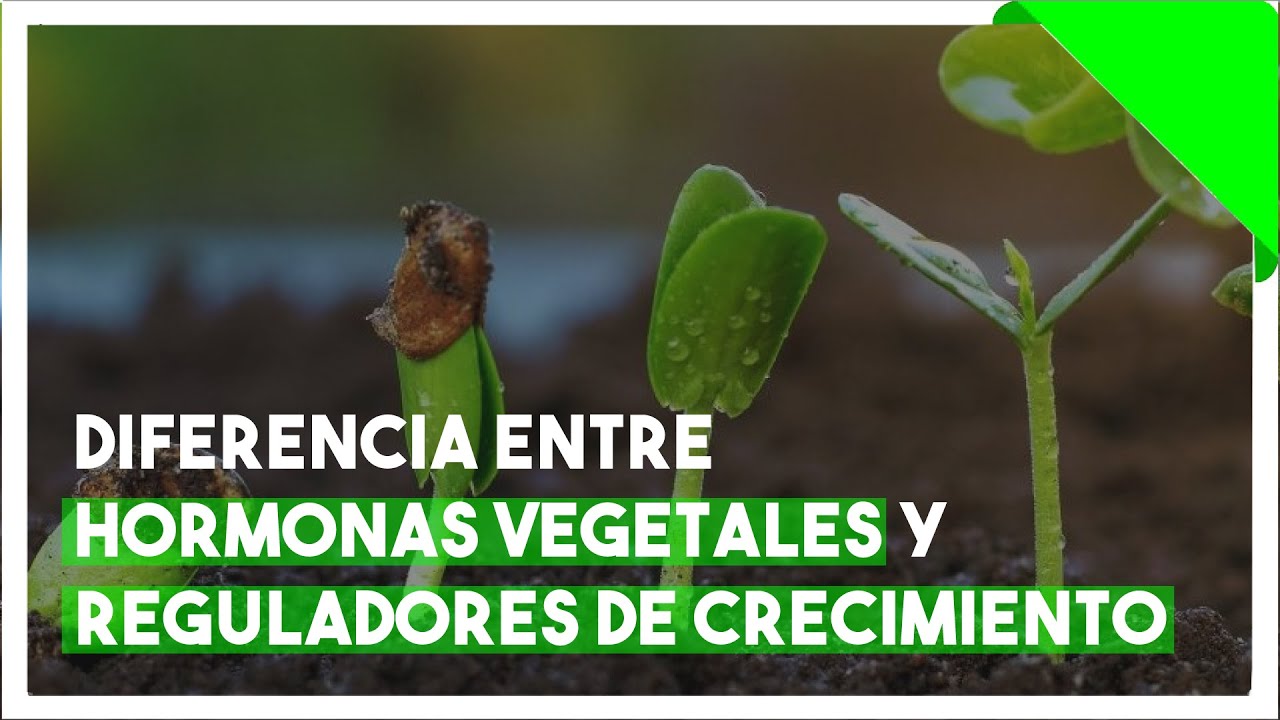 DIFERENCIA ENTRE HORMONAS VEGETALES Y REGULADORES DE CRECIMIENTO