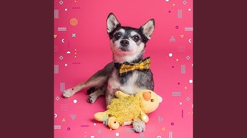 Pulsating Ambiance for Happy Puppy