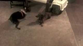 Boston Terrier and Dachshund. One Sided Playtime.