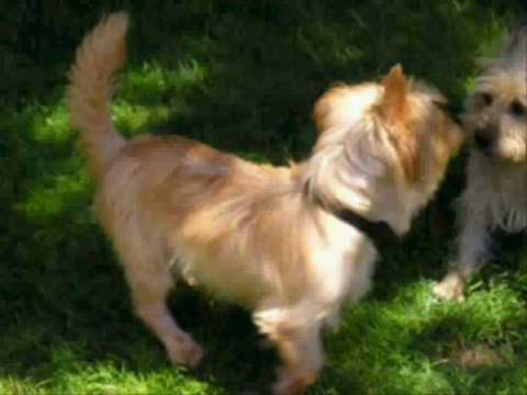 colonel potter cairn terrier rescue