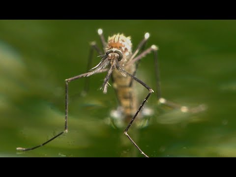 Video: Dėl Ko Azijietiškas Uodai Aedes Japonicus Japonicus Jaučiasi Patogiai Vokietijoje? Apytikslis Modeliavimo Metodas