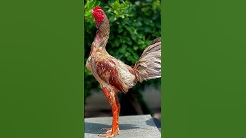 #ไก่เยียร์ #ไก่ชนเงินล้าน #ไก่ชนพม่า #chicken #shots #ayam #animals