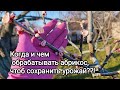 Когда и чем обрабатывать сад, чтоб сохранить урожай? Первая рыбалка на уточек😁