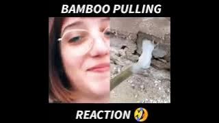 Tiktok Bamboo Pull Reaction