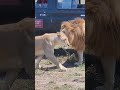 Simba Simba