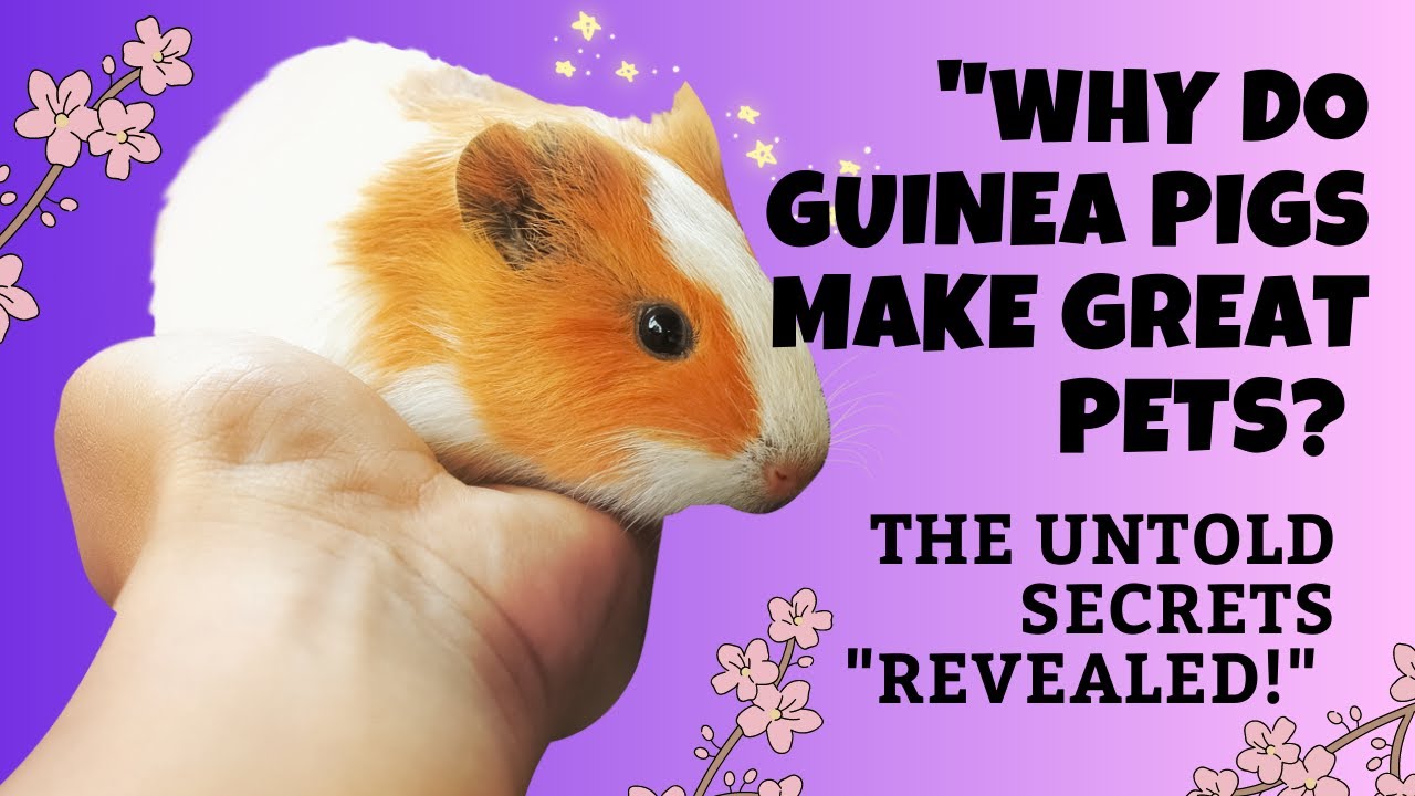 Why Do Guinea Pigs Make Great Pets? The Untold Secrets Revealed YouTube