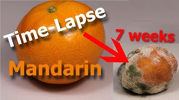 Time-Lapse: Mandarin orange 7 weeks rotting