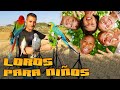 ✅tipos de LOROS recomendados para NIÑOS 🦜👉👶👧CONSEJOS