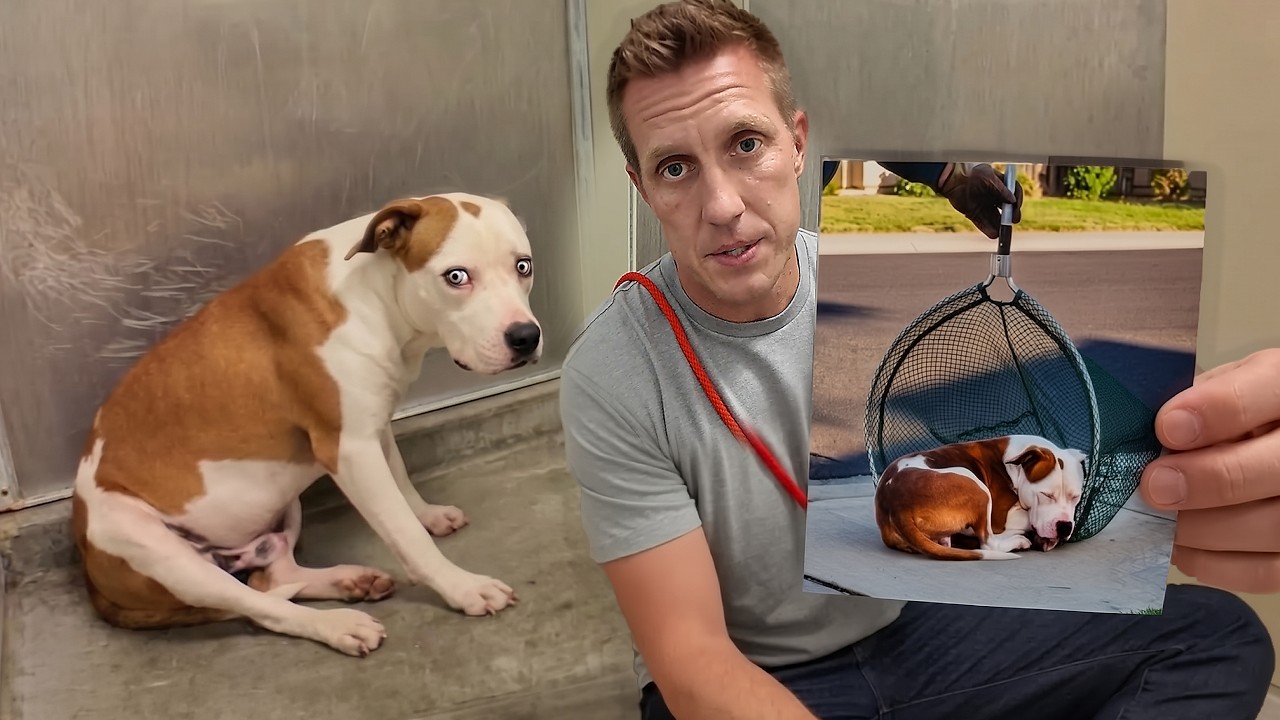 He Escaped Animal Control...Until Neighbors Stepped In