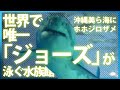 世界で唯一「ジョーズ」が泳ぐ水族館　沖縄美ら海にホホジロザメ