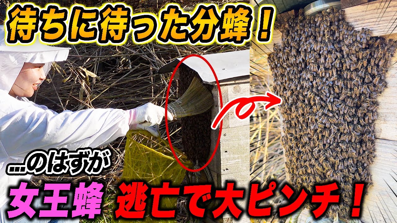 待ちに待った分蜂！...のはずが女王蜂失踪で大ピンチ！？