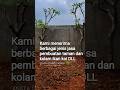 Tukang taman//Jasa pembuatan taman#tukangtaman #rumahminimalis #tanamahias #kolamikankoi #bonsai