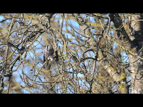 Video: Hawk Owl: descriere și fotografie