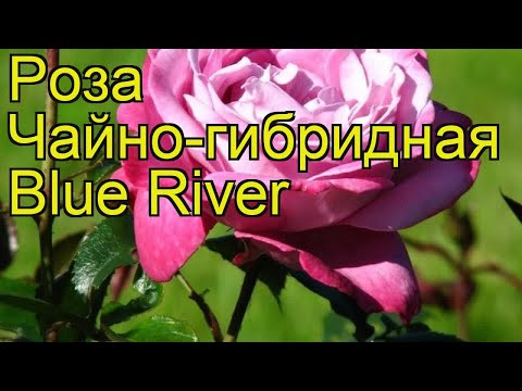 Роза чайно-гибридная Блуе Ривер. Краткий обзор, описание характеристик Blue River