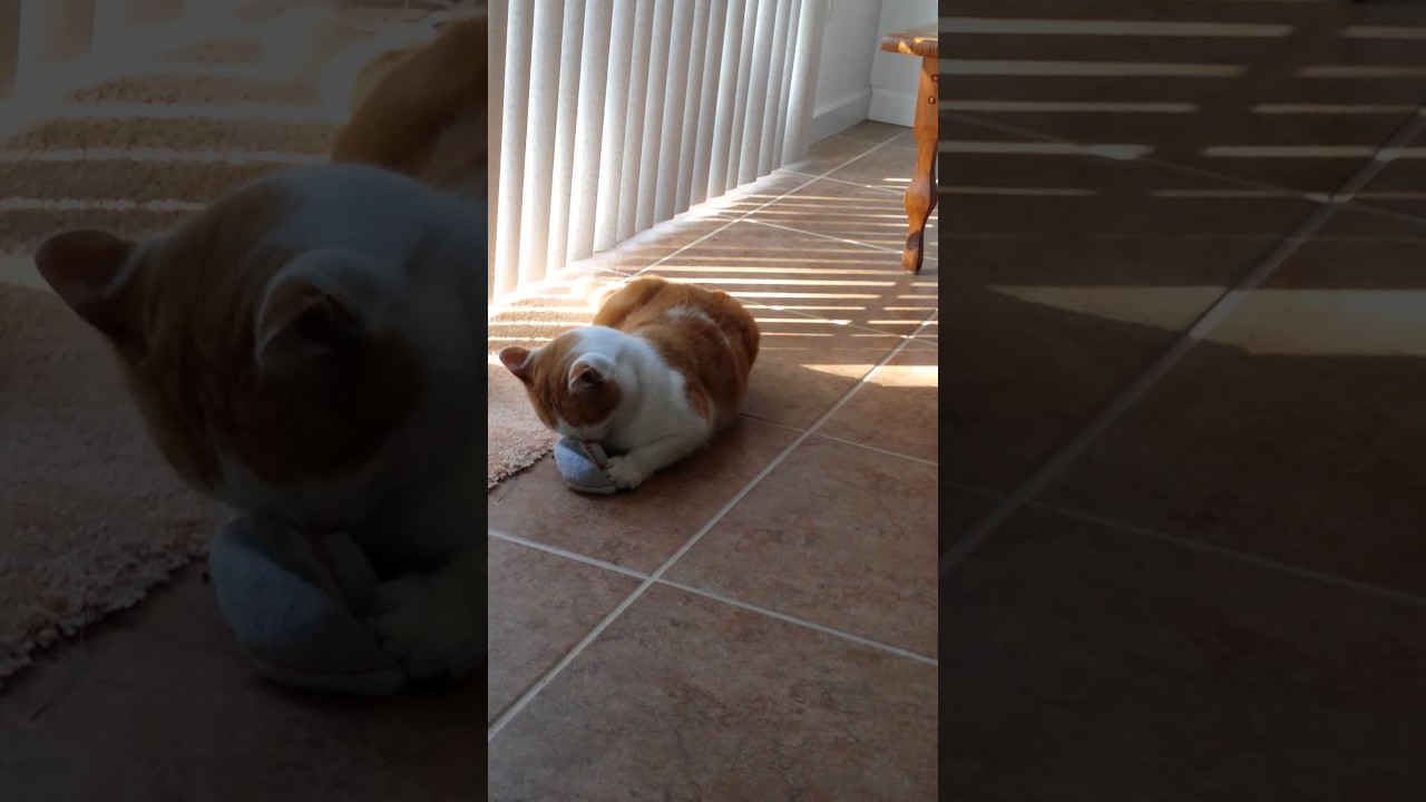 Cat loves his catnip 2 - YouTube