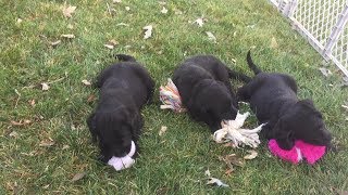 Labradoodle Puppies Playing Toys by Terry Farm Kennel 430 views 4 years ago 3 minutes, 15 seconds