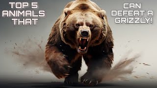 5 Animals That Can Defeat A Grizzly Bear! by ANIMAL LYFE 64 views 2 months ago 7 minutes, 31 seconds
