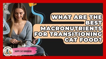 What Are The Best Macronutrients For Transitioning Cat Food? - Happy Cat Handbook