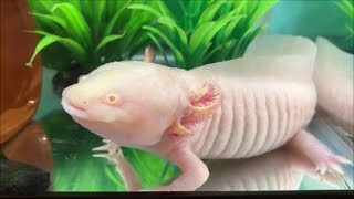 特大アルビノ ウーパールーパー う ちゃん る ちゃん の紹介 Youtube