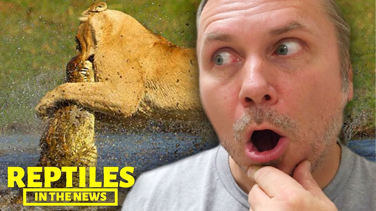 animal attacks reddit PREDATORS ATTACK! CROCODILE vs LION! I REPTILES IN THE NEWS