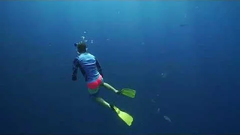 Massic shark attack 1000lb Tiger shark in the Bahamas 4k