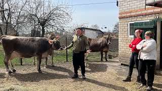 Все буде Україна! Маленька ферма Brown Swiss, господарство на продаж? Все для корів, а не замість...