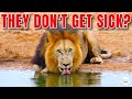 Wildlife and Water Consumption Quiz