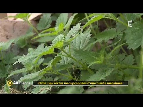 Vidéo: Problèmes d'usine d'Ageratum : Dépannage des problèmes courants d'Ageratum