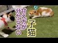 【保護猫】甘え方がわからない子猫〜猫の社会科〜