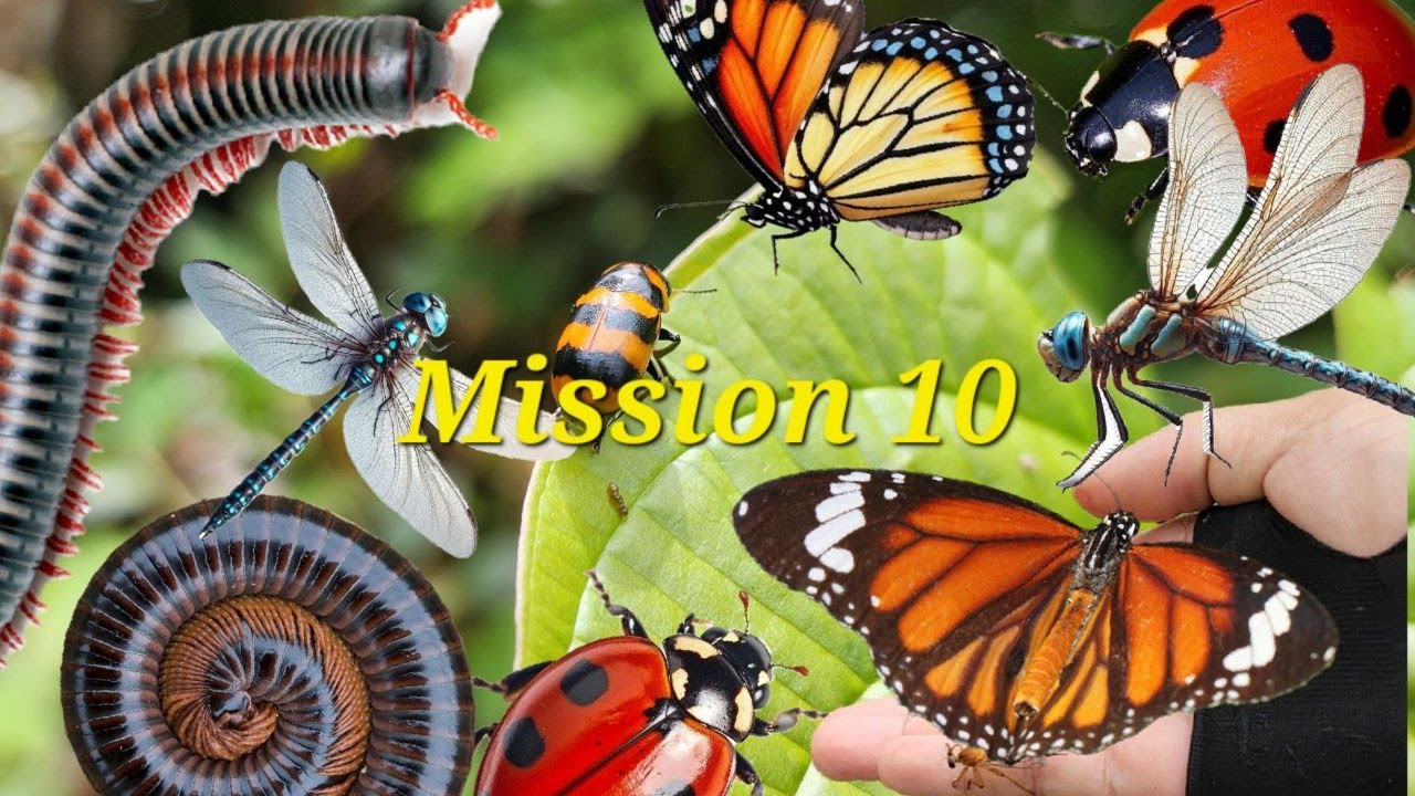 Mission 10: Insect Paradise Adventure! 🐛🐝 - YouTube