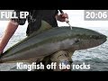 YELLOWTAIL KINGFISH OFF THE ROCKS