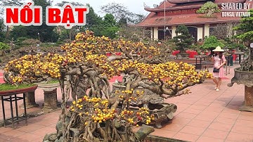 Người xem ngẩn ngơ trước cây Sanh này