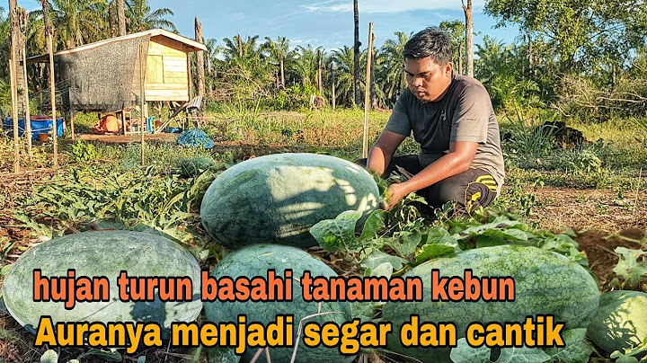 HUJAN TURUN BASAHI TANAMAN KEBUN|| AURANYA MENJADI SEGAR DAN CANTIK