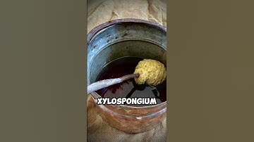 The Roman Poop Stick: Ancient Hygiene at Its Strangest! #history