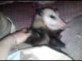 Opossum, chillin' on the couch before dinners!