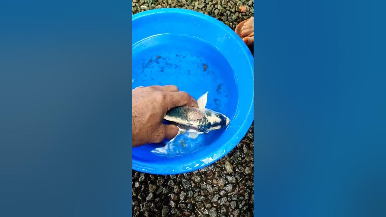 Koi Carp Fungus YouTube koi-carp-fungus-youtube