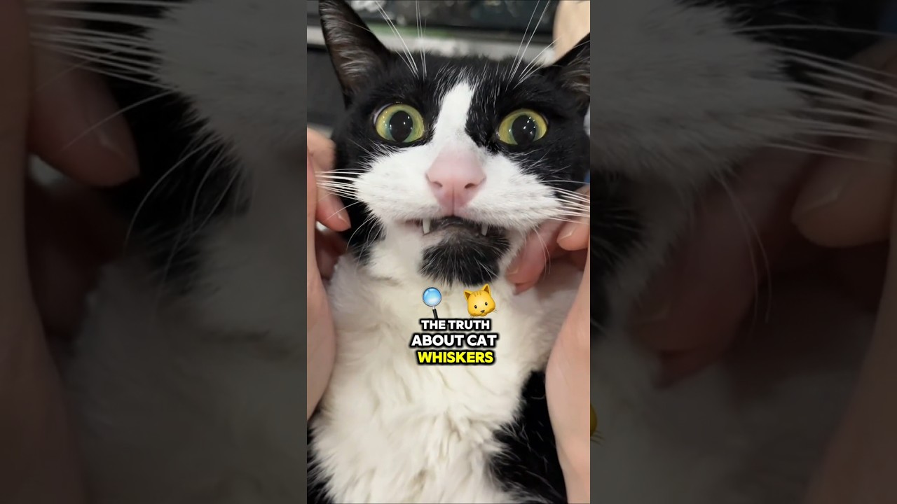 Truth About Cats Whiskers 