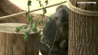 Prague Zoo Celebrates Second Baby Gorilla in Three Months!