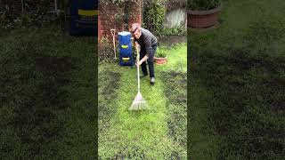 My Four Steps to Lush Lawn 