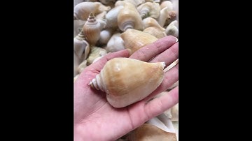 ỐC NHẢY CÁI CẤP ĐÔNG (0939.360.314)