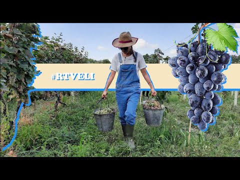 SUMMER 2020 : EP 6 - RTVELI - grape harvest [ENG SUB] Რთველი