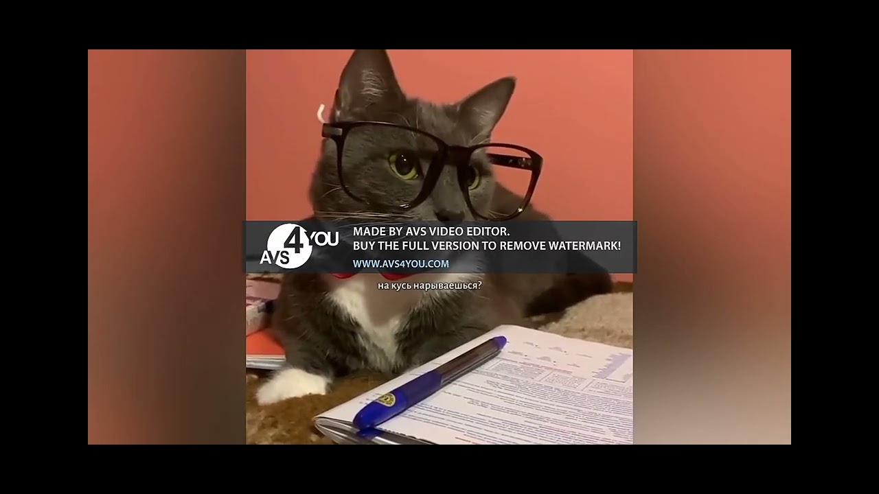 Канал котинет
