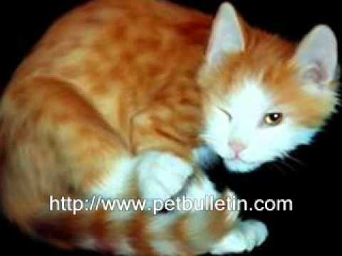 Information Care & Cats 