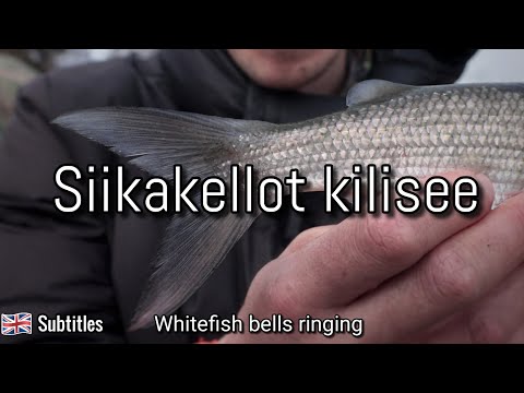 Video: Kuinka Valmistaa Siikaa