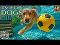 24/7 Dog TV 🎶 Anxiety Relief for Dogs While You're Away | Calming Music & All-Day Videos for Dogs